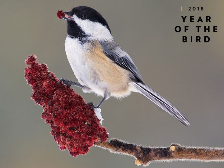 Black-capped Chickadee on sumac by Missy Mandel/GBBC.