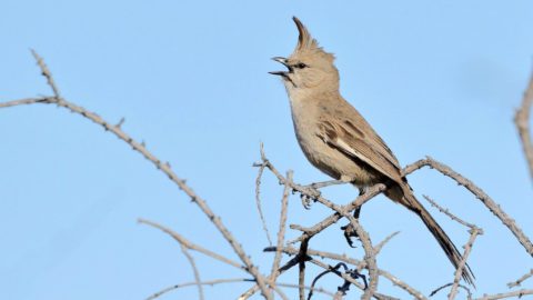 Chiming Wedgebill by Leslie George/Macaulay Library