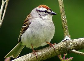 chipping sparrow