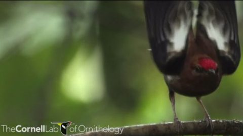 video of bizarre club-winged manakin display