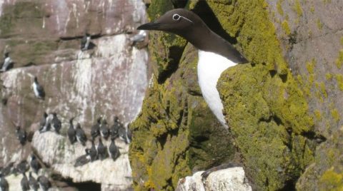 Common Murre by Linda Takahashi