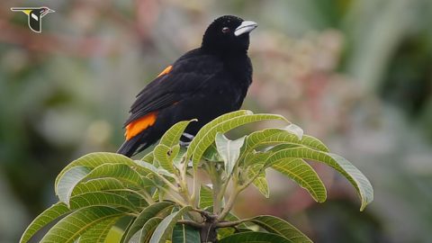 Bird Research and Shade-Grown Coffee coffee bird from video