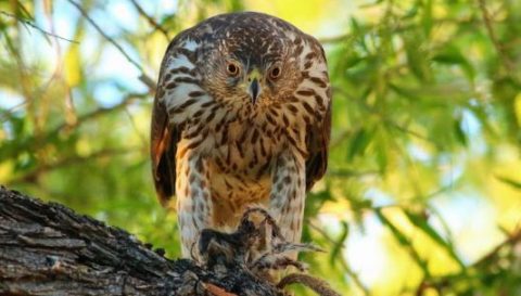 Cooper’s Hawk by Chris McCreedy/Macaulay Library