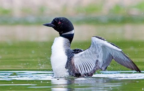 Common Loon by Raymond Lee