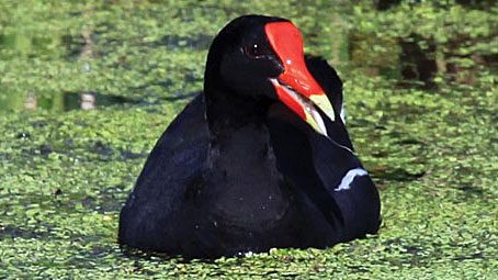 Birding by might. Common Moorhen