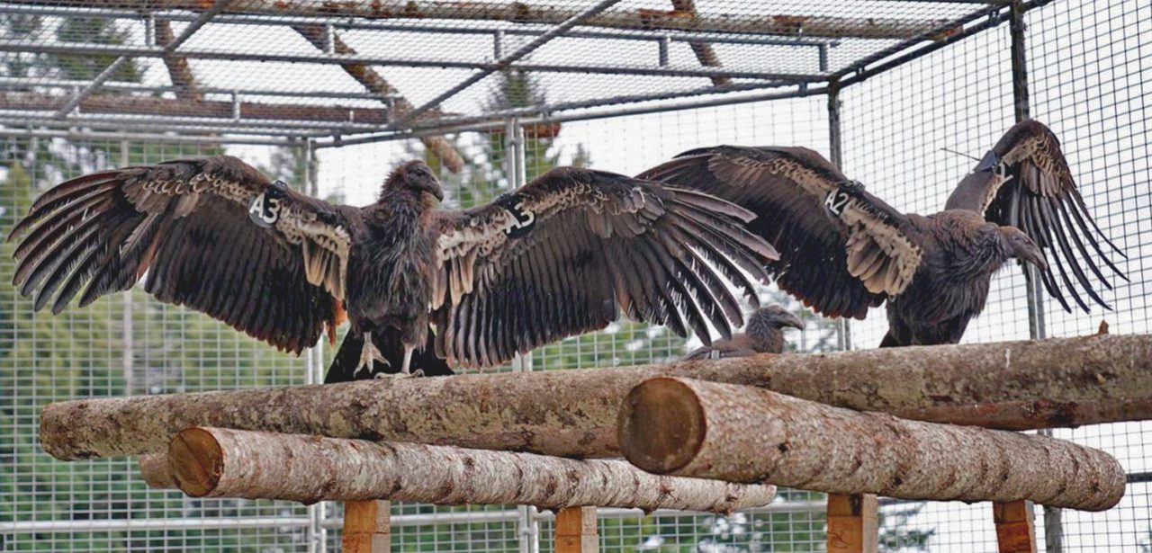 an adult California Condor spreads its wings as 3 juvenile condors look on.