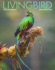 Beautiful iridescent green bird with long tail perches on a mossy branch.