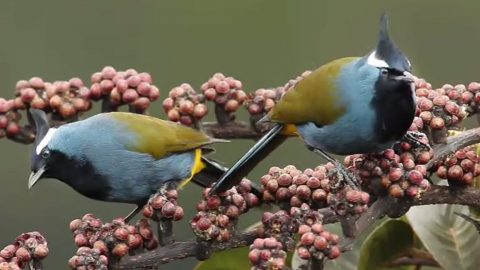 A pair of Crested Berrypeckers in New Guinea. Photo from The Macaulay Library