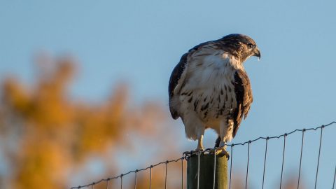 Ezra, male Red-tailed Hawk