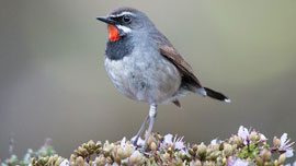 Chinese Rubythroat by Ian Davies/Macaulay Library