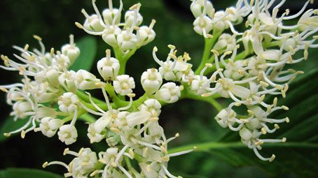 Attract Birds With These Berry-Bearing Plants for Your Container Garden, James Baugh