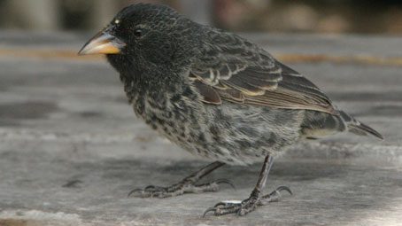 Common Cactus Finch, by Roberto Plaza, | Bird Watching With School Students in the Galapagos