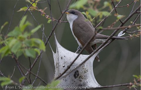 Yellow-billed Cuckoo