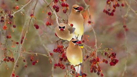 Cedar Waxwings by Marie Reed