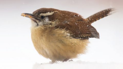 Carolina Wren by Marie-Ann D