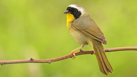 Common Yellowthroat by Ryan Schain/ Macaulay Library