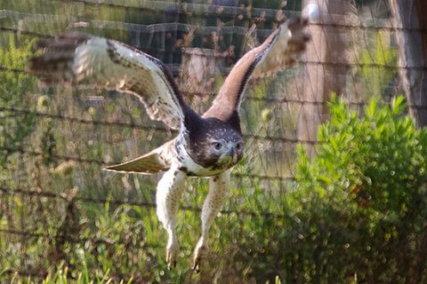 Hunting juvenile Red-tailed Hawk