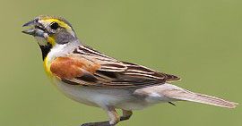 Historic Northward Movements of Dickcissels in Summer 2012