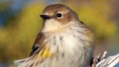 Yellow-rumped Warbler by David Mier/GBBC