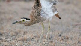 eBird Targets