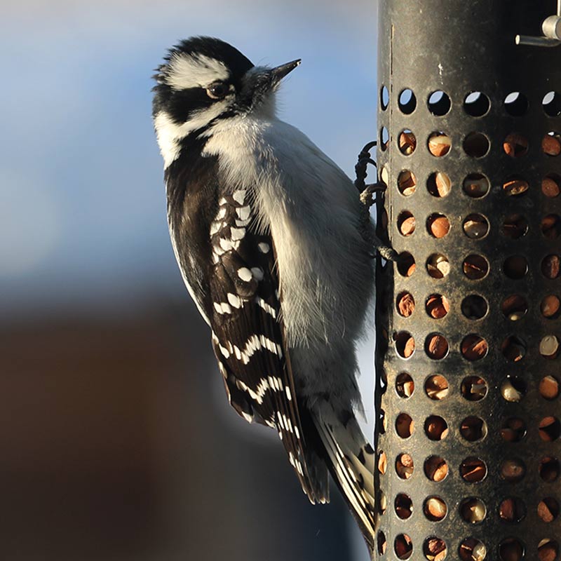 A small black-and-white woodpecker clings to a metal bird feeder.