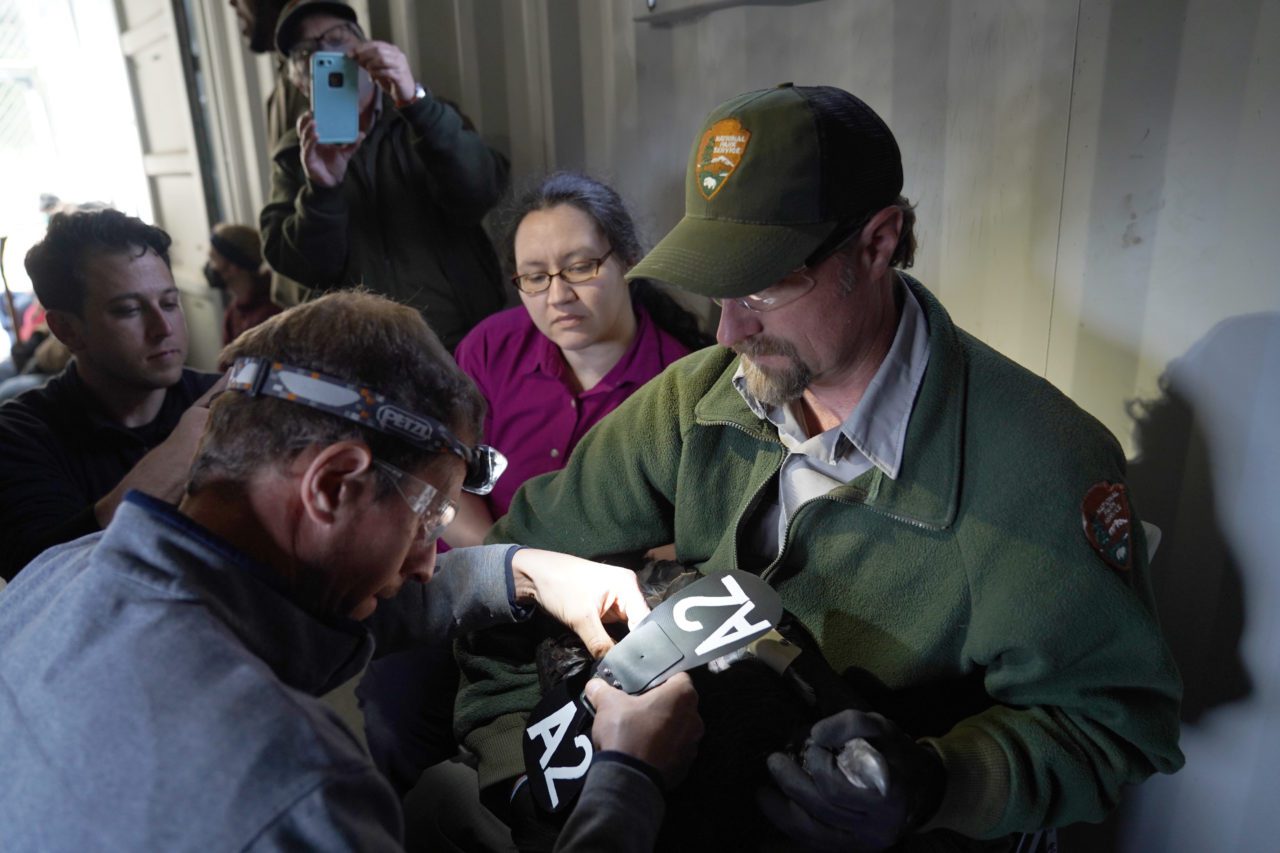 a biologist puts a wing tag on a juvenile California Condor