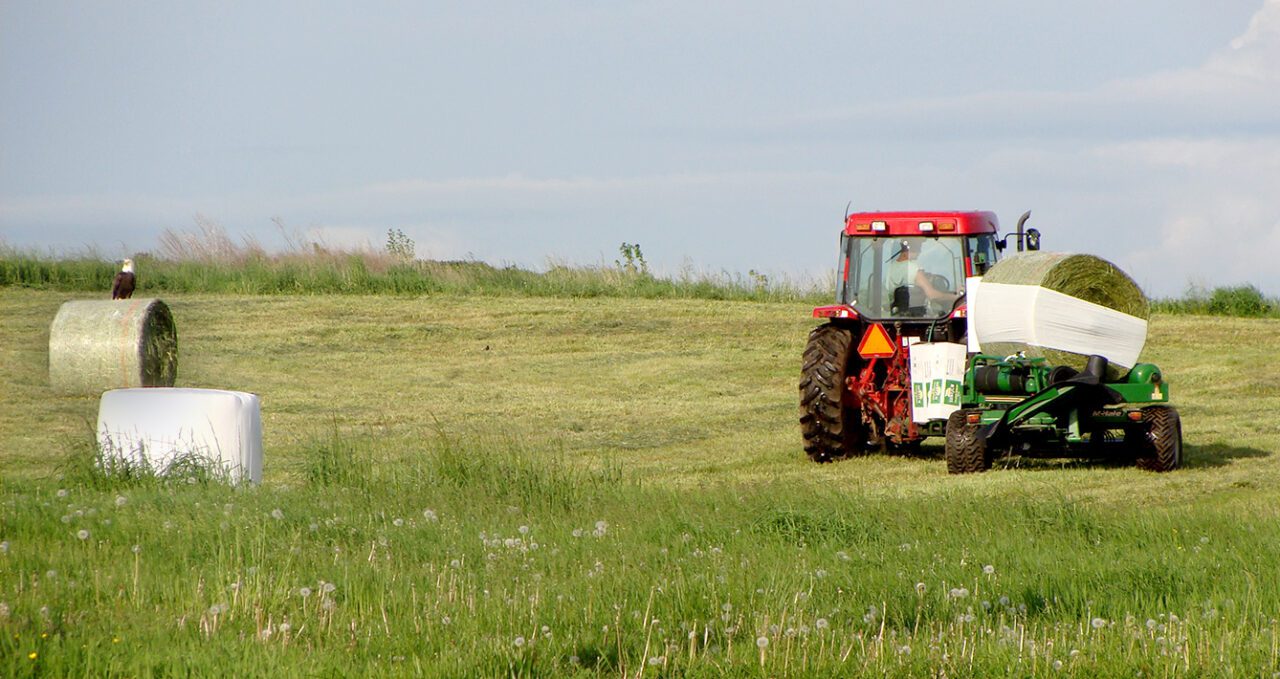 Large bird with black body and white head perches on a hay bail with tractor nearby.