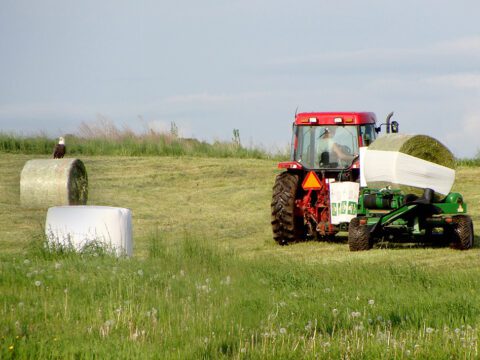 Large bird with black body and white head perches on a hay bail with tractor nearby.