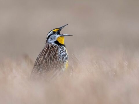 A brown and yellow songbird partially hidden in brown grass.