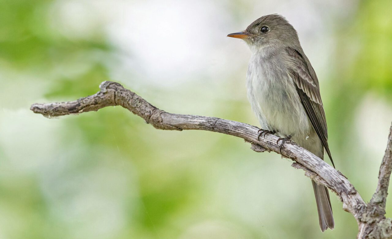 A small gray bird perched on a small dead branch.