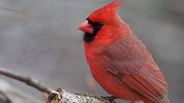 Northern Cardinal