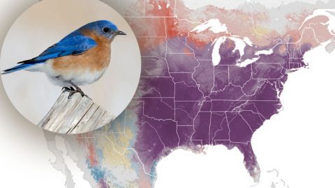 eBird status and trends. Eastern BLuebird by Alix d