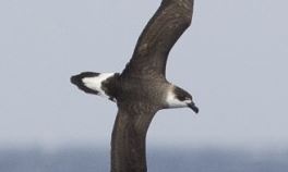 Black-capped Petrel in the Gulf Stream off Hatteras, North Carolina