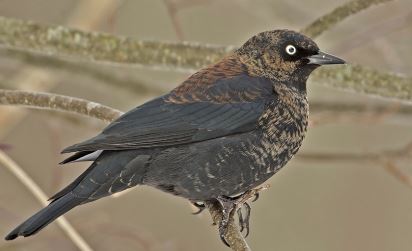 Rusty Blackbird