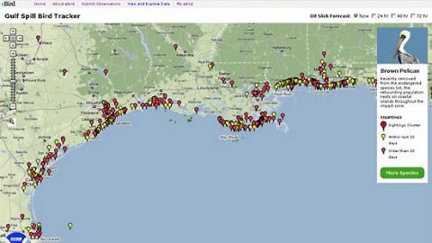 eBirders Help Focus Gulf Conservation Efforts