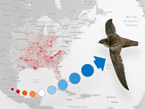 eBird trends map--a gray map with red and blue dots and an illustration of a Chimney Swift, a dark brown bird, in flight. Arrow made up of red and blue dots points to the bird.