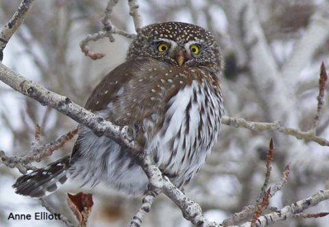 Pygmy Owl