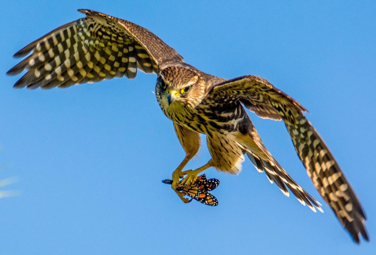 Merlin with butterfly by Ed Walsh via BirdSpotter/PFW