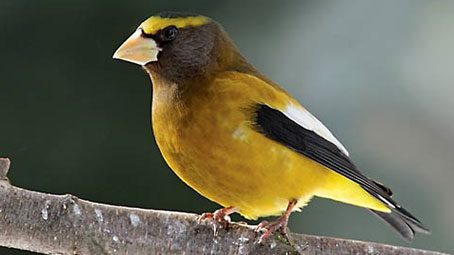 Evening Grosbeak. Photo by Ted Schroeder.