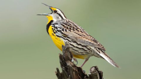 Eastern meadowlark by Corey Hayes via Birdshare