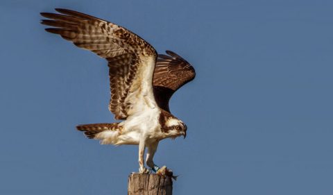 Emmet the osprey tagged on bird Cams