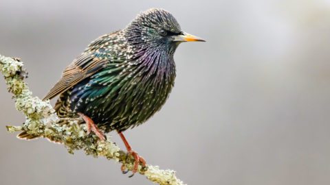 European Starling by Matthew Plante/Macaulay Library.