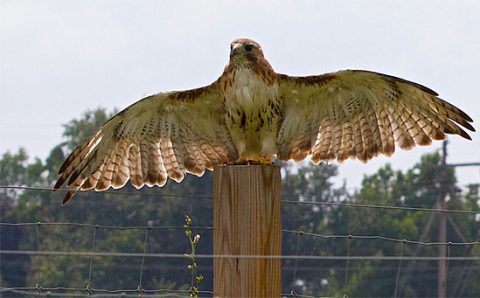 ezra of the cornell hawks red-tailed nest