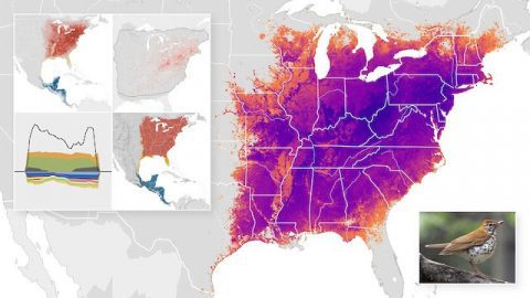 eBird status & trends