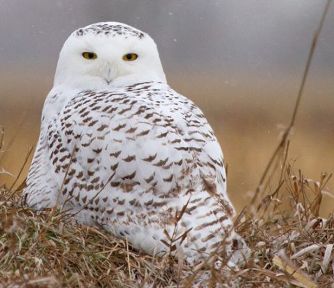 Snowy Owl from the birdcam