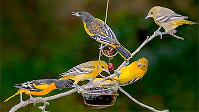 Baltimore Orioles by Janet Lewis