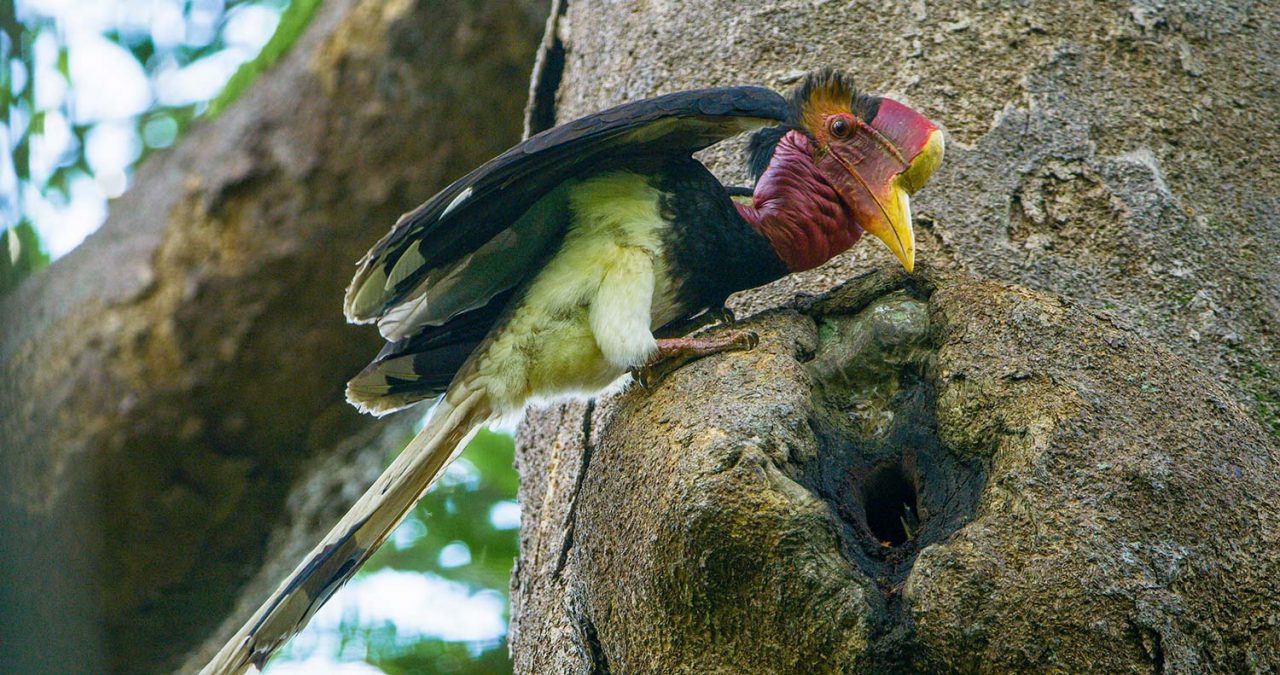 The deliveries come about three to five times per day. Photo by Tim Laman.