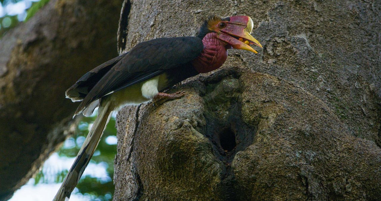 When the male arrives, he regurgitates figs gathered from his foraging trips. Photo by Tim Laman.