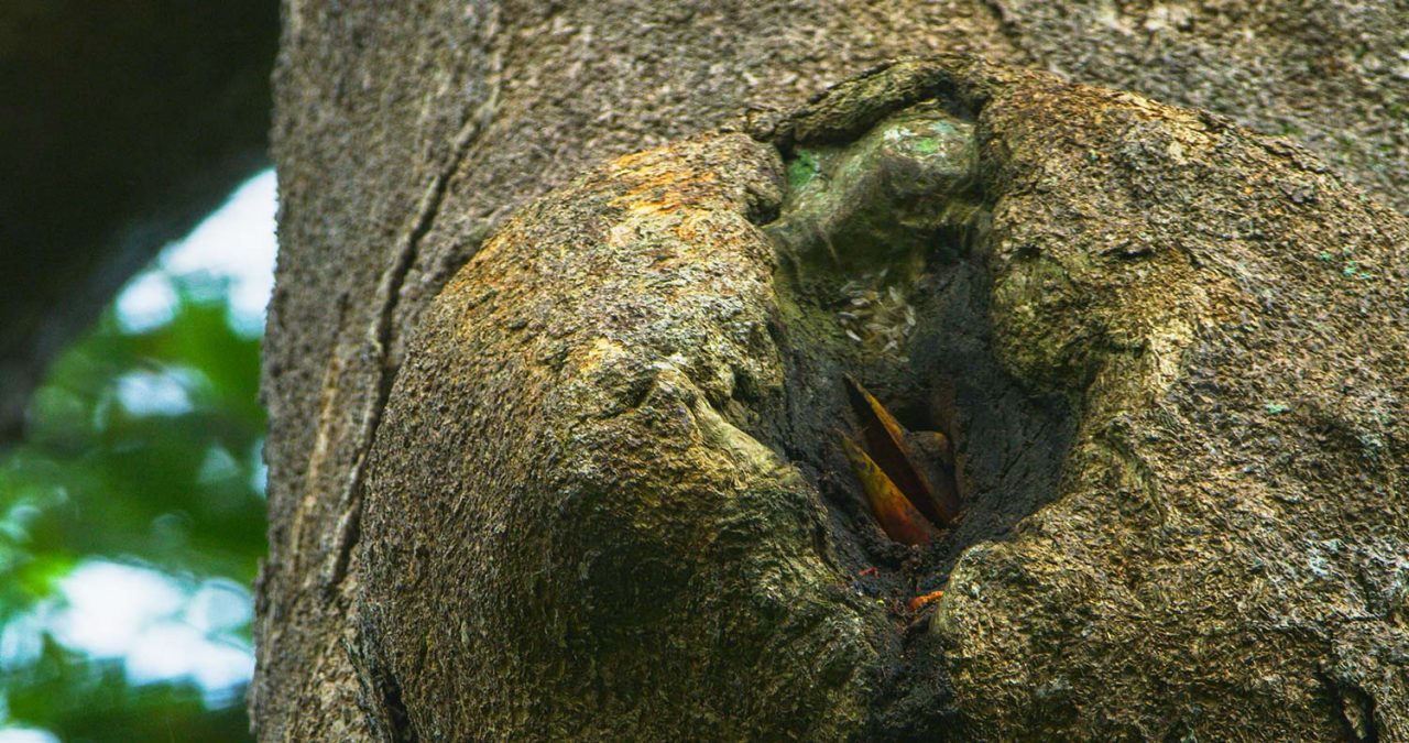 The female Helmeted Hornbill waits patiently for food deliveries from the male with her beak protruding from inside the sealed nest hole. Photo by Tim Laman.