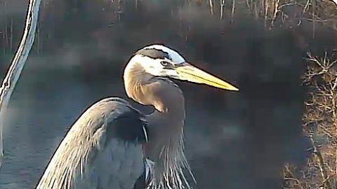 Female Great Blue Heron from Lab Bird Cam